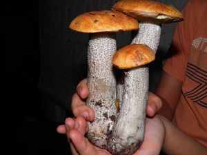 Klikni pro velký obrázek