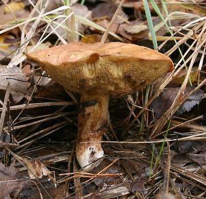 Klikni pro velký obrázek