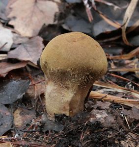 Klikni pro velký obrázek