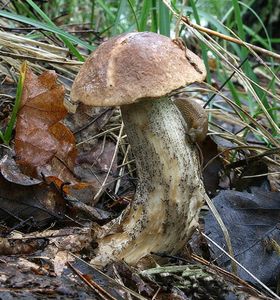 Klikni pro velký obrázek