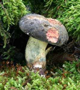 Klikni pro velký obrázek