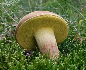 Klikni pro velký obrázek