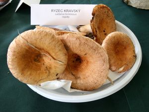 Klikni pro velký obrázek