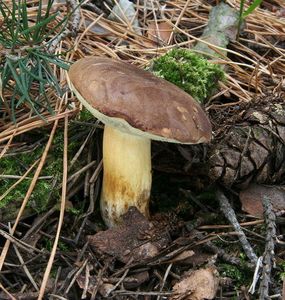 Klikni pro velký obrázek