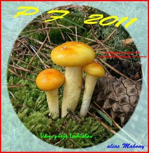 Klikni pro velký obrázek