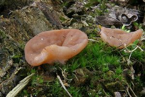 Klikni pro velký obrázek