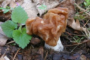 Klikni pro velký obrázek