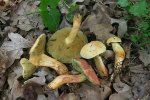 Klikni pro velký obrázek