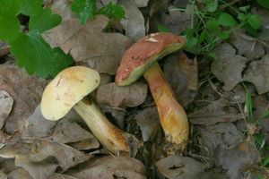 Klikni pro velký obrázek