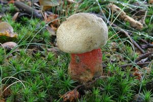 Klikni pro velký obrázek