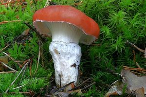 Klikni pro velký obrázek