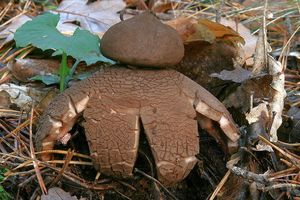 Klikni pro velký obrázek