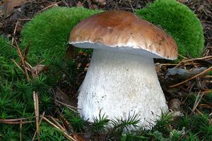 Klikni pro velký obrázek