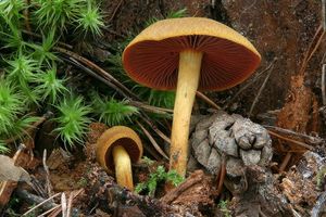 Klikni pro velký obrázek