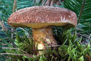 Klikni pro velký obrázek