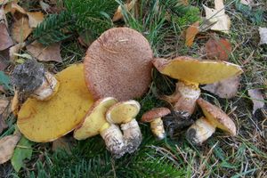 Klikni pro velký obrázek