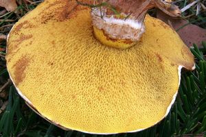 Klikni pro velký obrázek