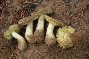 Klikni pro velký obrázek