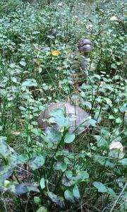 Klikni pro velký obrázek