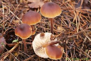 Klikni pro velký obrázek