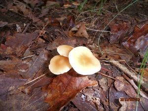 Klikni pro velký obrázek