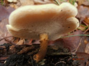 Klikni pro velký obrázek