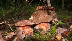 Klikni pro velký obrázek