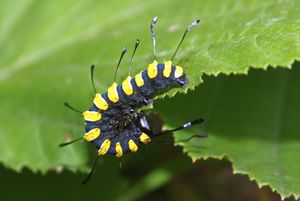 Klikni pro velký obrázek