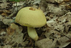 Klikni pro velký obrázek