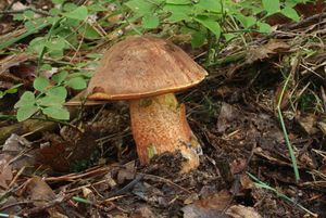 Klikni pro velký obrázek