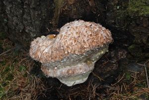 Klikni pro velký obrázek