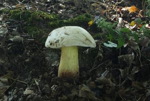 Klikni pro velký obrázek