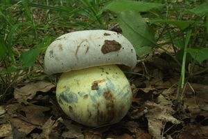 Klikni pro velký obrázek