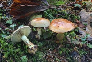 Klikni pro velký obrázek