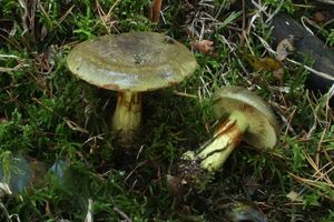 Klikni pro velký obrázek