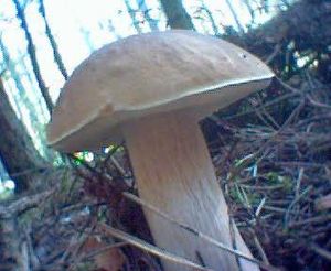 Klikni pro velký obrázek