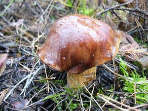 Klikni pro velký obrázek