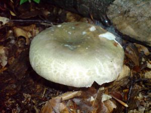 Klikni pro velký obrázek