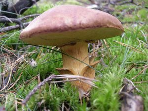 Klikni pro velký obrázek