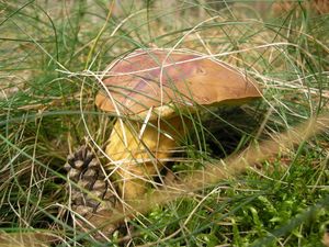 Klikni pro velký obrázek