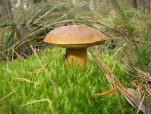 Klikni pro velký obrázek