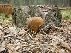 Klikni pro velký obrázek