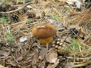 Klikni pro velký obrázek