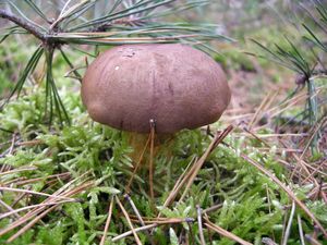 Klikni pro velký obrázek