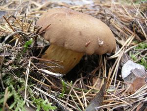 Klikni pro velký obrázek