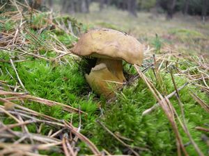 Klikni pro velký obrázek