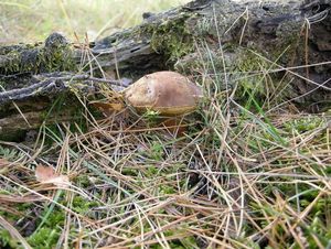 Klikni pro velký obrázek