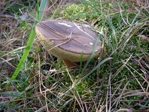 Klikni pro velký obrázek