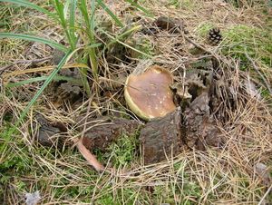 Klikni pro velký obrázek