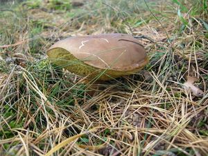 Klikni pro velký obrázek